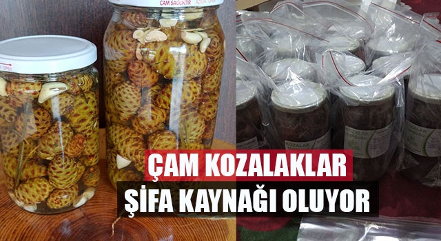 Çam kozalaklar şifa kaynağı oluyor