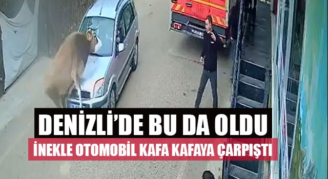 Denizli’de Bu Da Oldu İnekle Otomobil Kafa Kafaya Çarpıştı