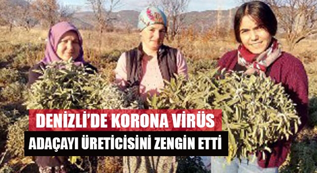 Denizli’de Korona virüs Adaçayı Üreticisini zengin etti