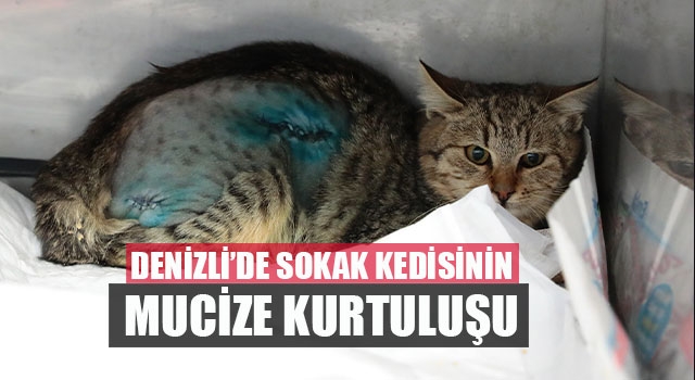 Denizli’de Sokak kedisinin mucize kurtuluşu