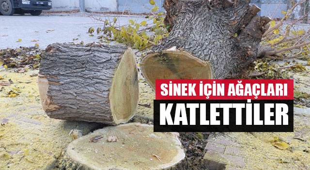 Sinek İçin Ağaçları Katlettiler