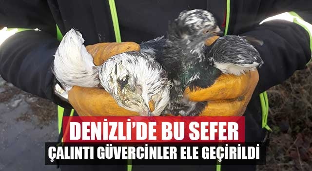 Denizli’de bu sefer çalıntı güvercinler ele geçirildi