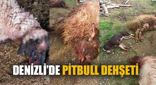Denizli’de pitbull dehşeti 3 koyunu telef etti, 12'sini yaraladı