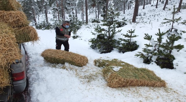 Kütahya Sabuncupınar köyü  yaban hayatına yem
