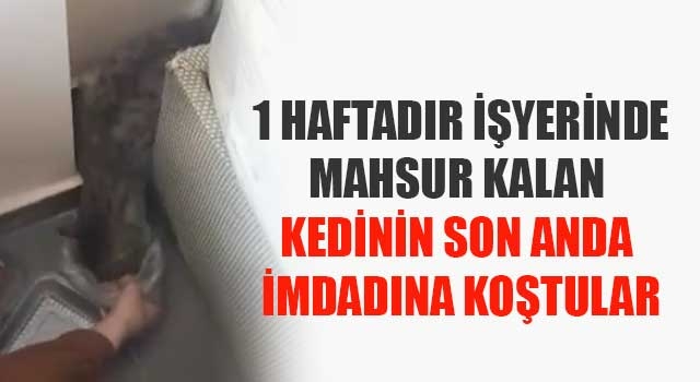 1 haftadır işyerinde mahsur kalan  kedinin Son anda imdadına koştular