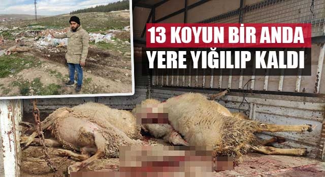 13 koyun bir anda yere yığılıp kaldı