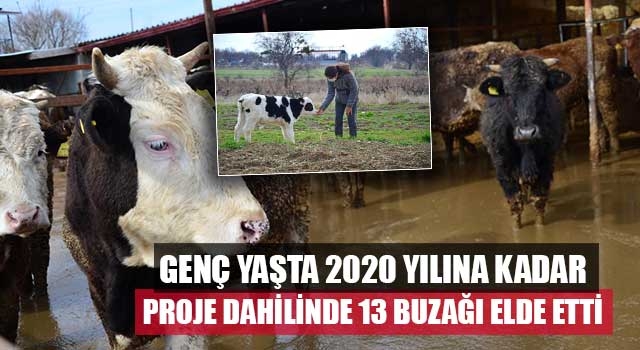 Genç yaşta 2020 yılına kadar proje dahilinde 13 buzağı elde etti   