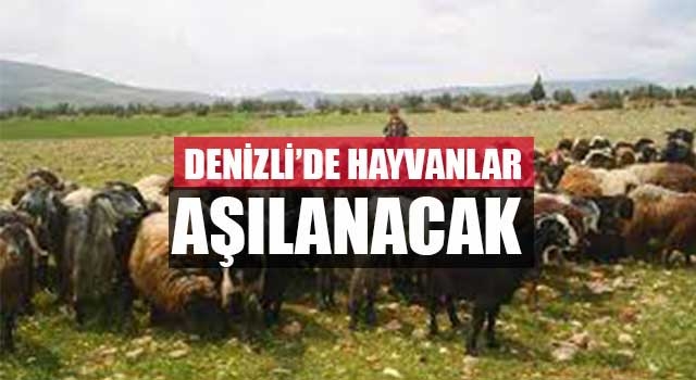 Denizli’de hayvanlar aşılanacak