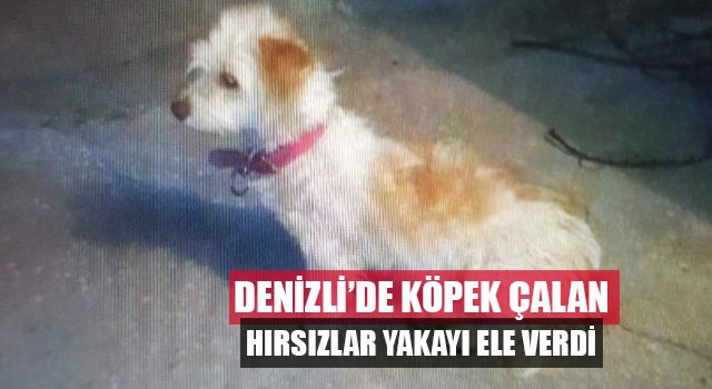 Denizli’de hırsızlar bu kez de köpek çaldı