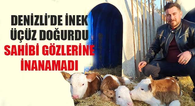 Denizli’de inek üçüz doğurdu sahibi gözlerine inanamadı