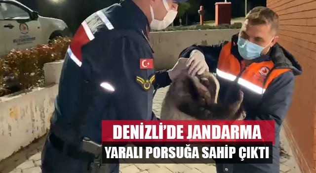 Denizli'de jandarma yaralı porsuğa sahip çıktı