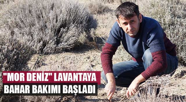 "Mor deniz" lavantaya bahar bakımı başladı