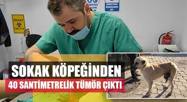 Sokak köpeğindeN 40 santimetrelik tümör çıktı
