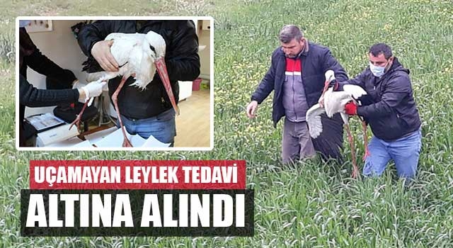 Uçamayan leylek tedavi altına alındı