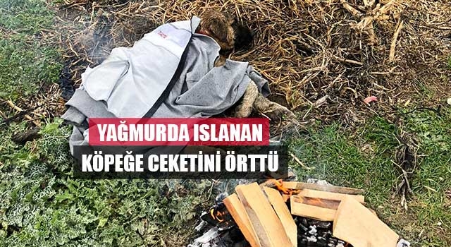 Yağmurda Islanan köpeğe ceketini örttü