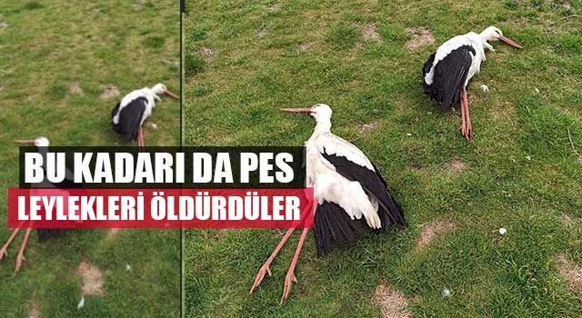 Bu kadarı da pes leylekleri öldürdüler