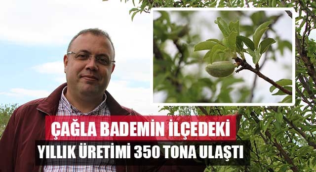 Çağla bademin ilçedeki yıllık üretimi 350 tona ulaştı