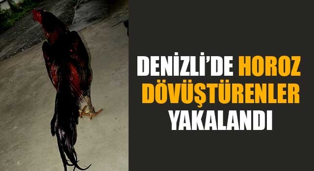Denizli’de horoz dövüştürenler yakalandı
