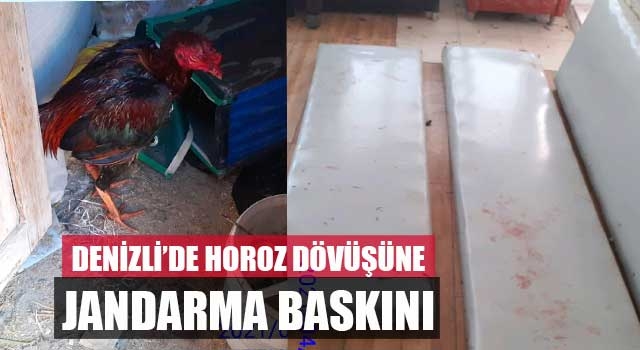 Denizli’de horoz dövüşüne Jandarma baskını