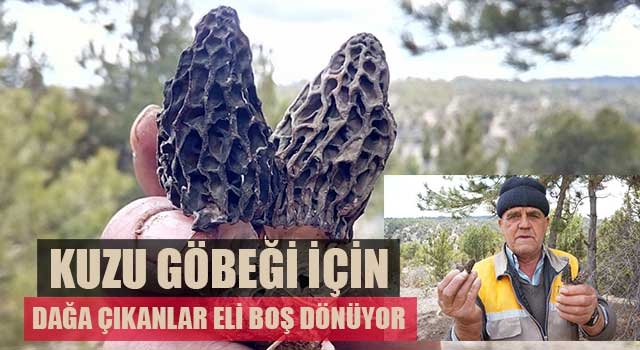 Kuzu göbeği için dağa çıkanlar eli boş dönüyor