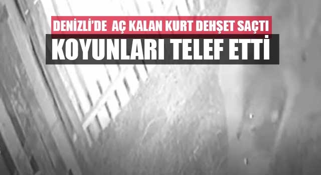 Denizli’de  aç kalan kurt dehşet saçtı koyunları telef etti