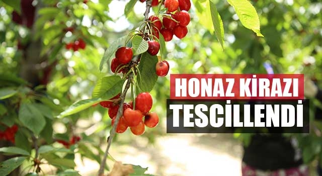 Honaz kirazı tescillendi