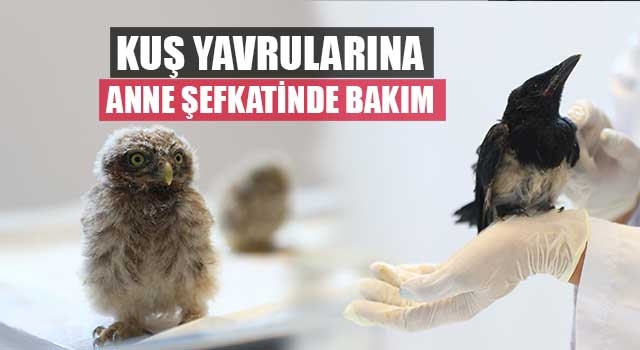 Kuş yavrularına anne şefkatinde bakım