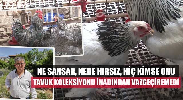 Ne sansar, nede hırsız, hiç kimse onu tavuk koleksiyonu inadından vazgeçiremedi