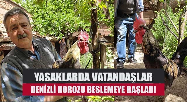 Yasaklarda vatandaşlar Denizli horozu beslemeye başladı