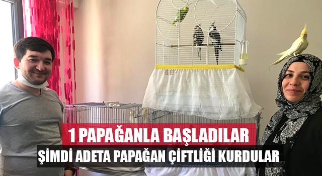 1 papağanla yola çıktılar şimdi adeta papağan çiftliği kurdular
