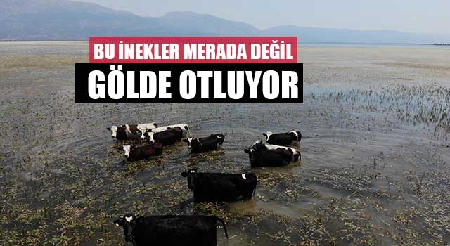 Denizli'de Bu inekler merada değil gölde otluyor