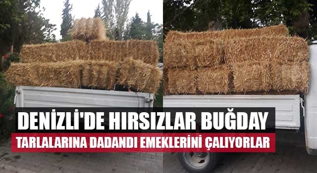 Denizli'de hırsızlar buğday tarlalarına dadandı emeklerini çalıyorlar