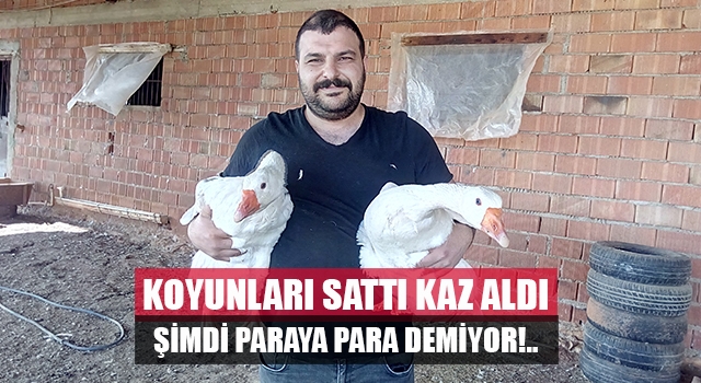 Koyun ve ineklerini satıp kaz çiftliğini kuran girişimci paraya para demiyor