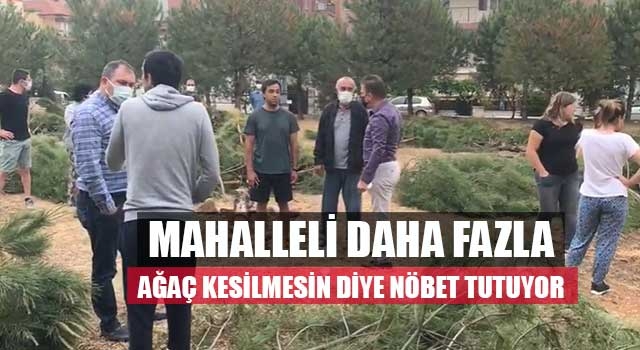 Mahalleli daha fazla ağaç kesilmesin diye nöbet tutuyor