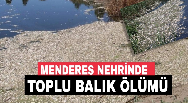 Büyük Menderes'te kirlilik toplu balık ölümüne neden oldu