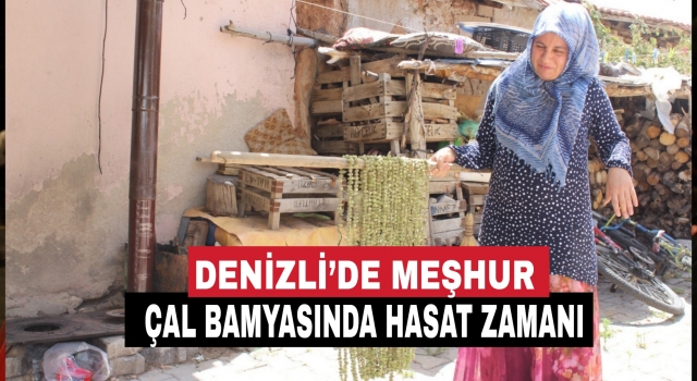 Denizli’nin ünlü Çal bamyasında hasat başladı