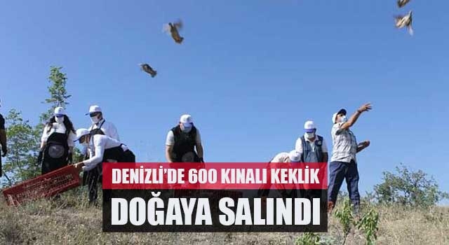 Denizli'de 600 kınalı keklik doğaya salındı