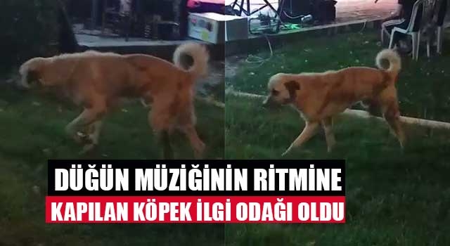 Denizli'de düğün müziğinin ritmine kapılan köpek ilgi odağı oldu