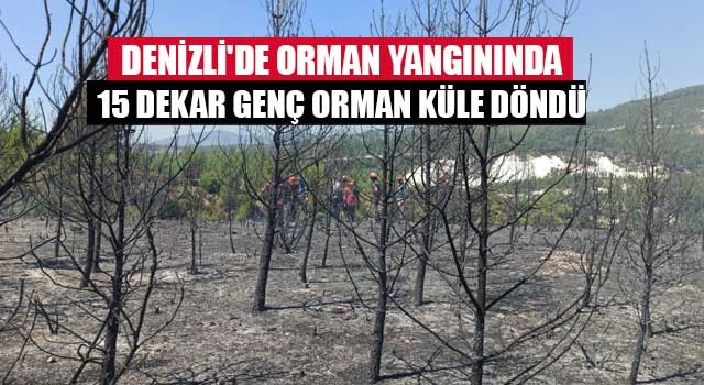 Denizli'de orman yangınında 15 dekar genç orman küle döndü