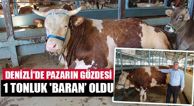 Denizli'de Pazarın gözdesi 1 tonluk 'Baran’ oldu