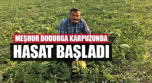 Denizli'nin Meşhur Dodurga karpuzunda hasat başladı
