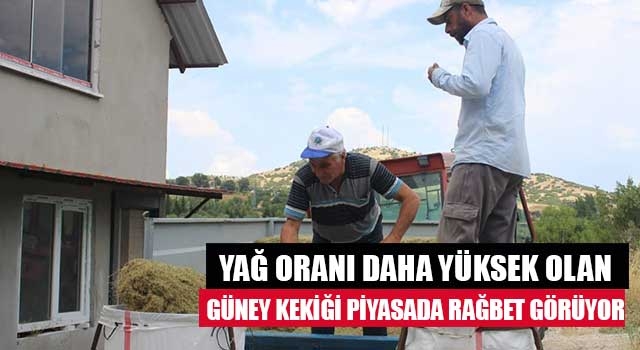 Yağ oranı daha yüksek olan Güney kekiği piyasada rağbet görüyor