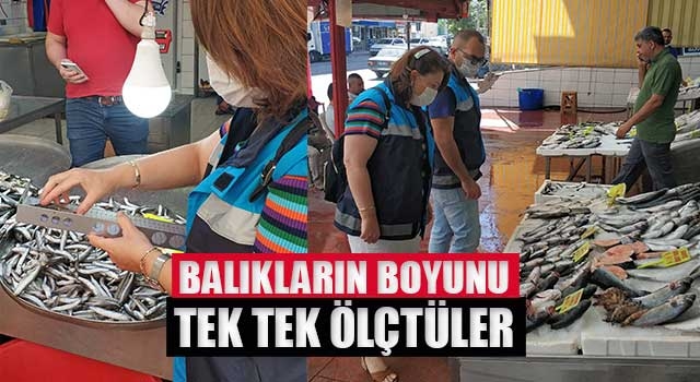 Balıkların boyunu tek tek ölçtüler