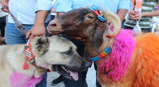 Denizli’de 8 asırlık geleneği yaşatacak koyunlar şehir turu attı