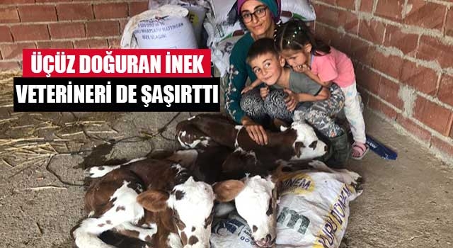 Denizli'de Üçüz doğuran inek veterineri de şaşırttı