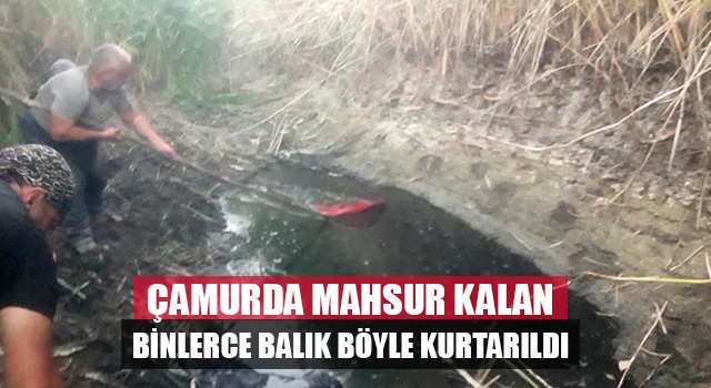 Denizli’de vatandaşlar çamurda mahsur kalan binlerce balığı kurtardı