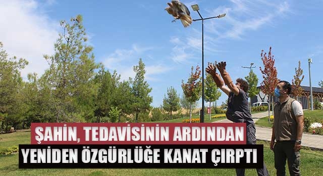 Şahin, tedavisinin ardından yeniden özgürlüğe kanat çırptı