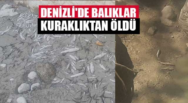 Denizli'de balıklar kuraklıktan öldü
