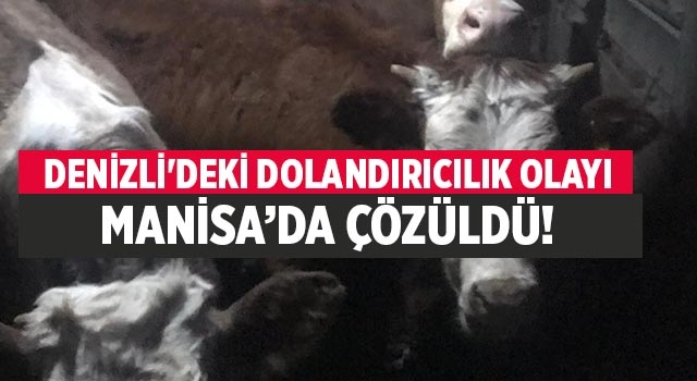 Denizli’de dolandırılan çiftçilerin hayvanları Manisa’da bulundu
