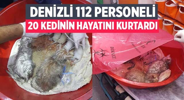 Denizli 112 personeli masaj ve oksijen tedavisiyle 20 kedinin hayatını kurtardı